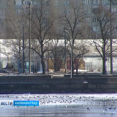 Синоптики: столбик термометра в Калининграде поднимется до отметки +19