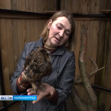 В Зеленоградском районе сову спасли от некроза
