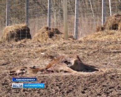 СК начал проверку по факту гибели оленей на ферме Краснознаменска