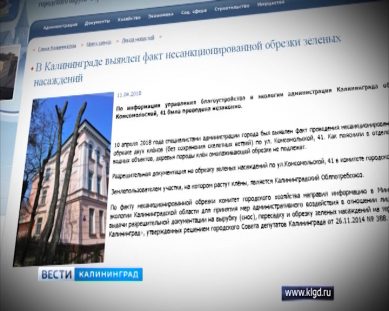 В мэрии прокомментировали кронирование деревьев на улице Комсомольской в Калининграде