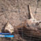 На ферме в Краснознаменском районе найдено 20 туш мёртвых оленей