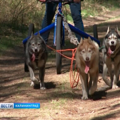 В Калининградской области состоялись гонки на собачьих упряжках
