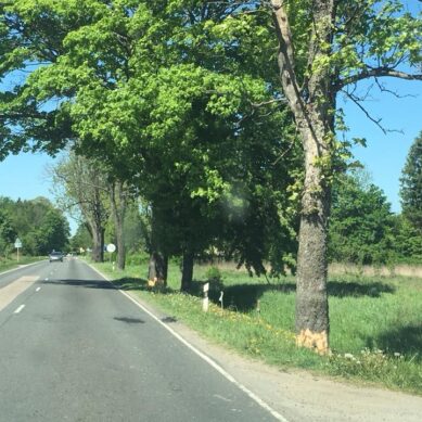 Глава Янтарного возмущен обращением с деревьями вдоль дороги