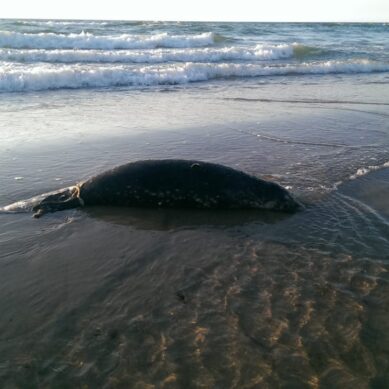 На побережье Балтийского моря нашли мёртвых тюленей
