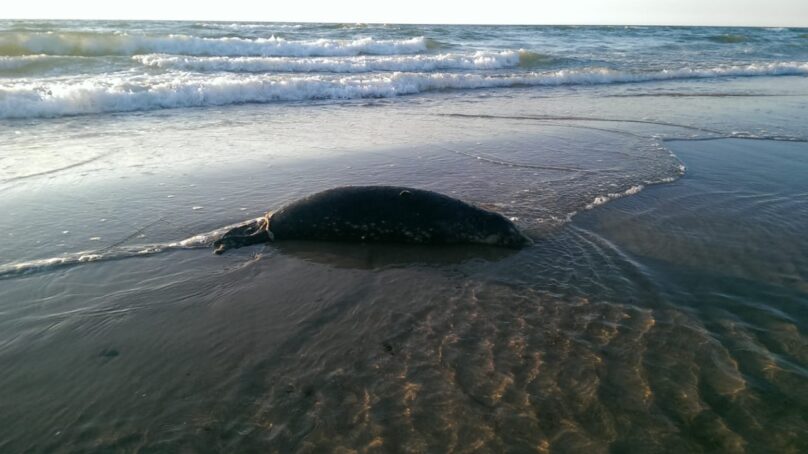 На побережье Балтийского моря нашли мёртвых тюленей