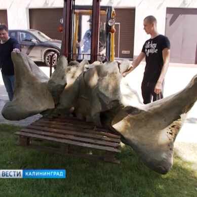 Рыбаки подняли со дна Балтийского моря останки огромного кита