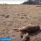 Хозяина фермы, где погибли олени, оштрафовали на 90 тысяч рублей