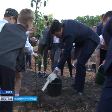 Алиханов заложил фруктовый сад в гусевской школе