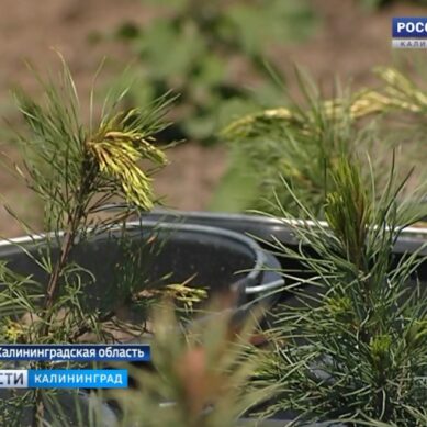 В Калининградской области впервые заложили кедровый питомник