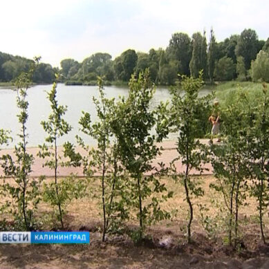 В Южном парке Калининграда появится живая изгородь