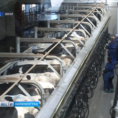 Калининградская область в тройке лидеров страны по среднесуточному надою молока