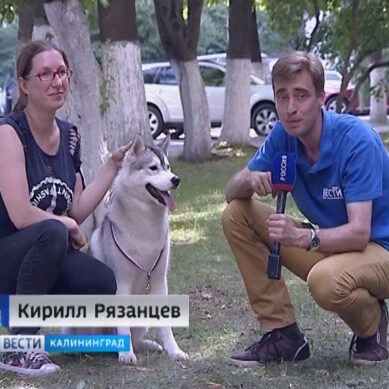В Калининграде прошла ежегодная выставка собак