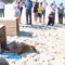 На Куршской косе на волю выпустили двух тюленят