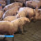 В Калининградской области на одной из крупнейших свиноферм произошла вспышка африканской чумы свиней
