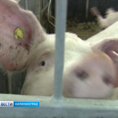 Из-за АЧС на одном из предприятий региона уничтожат всех свиней