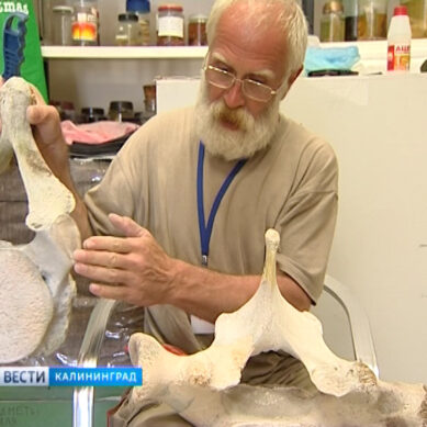 В Музее Мирового океана начали собирать скелет серого кита из Чукотки
