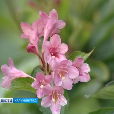 В Калининградском ботаническом саду началась вторая волна цветения