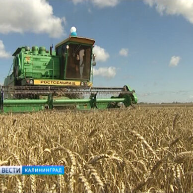 Калининградская область получила 18 млн рублей на поддержку аграрного сектора