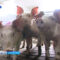 СК назвал виновного во вспышке АЧС на Правдинском свинопроизводстве