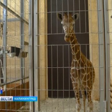 Жирафенок Сафари обживается в Белгороде