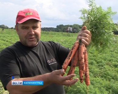 Фермеры обещают обеспечить жителей Янтарного края овощами открытого грунта