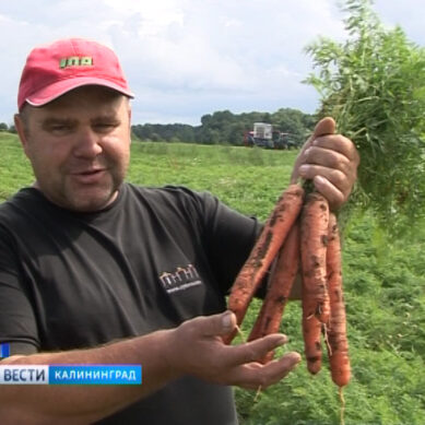 Фермеры обещают обеспечить жителей Янтарного края овощами открытого грунта
