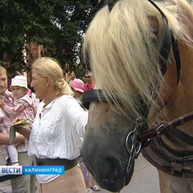 Калининград посетили участники конного марафона «Титаны в пути»