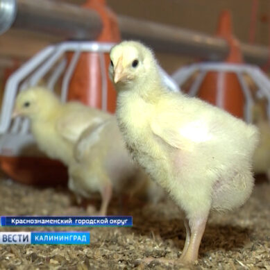 В Калининградской области открылась новая бройлерная птицефабрика