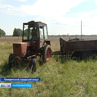 Калининградские фермеры получили денежную помощь из бюджета