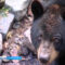В калининградском зоопарке открылся вольер под названием «Дом старых медведей»