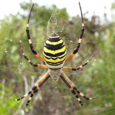 Опасен ли паук-оса: мнение эксперта