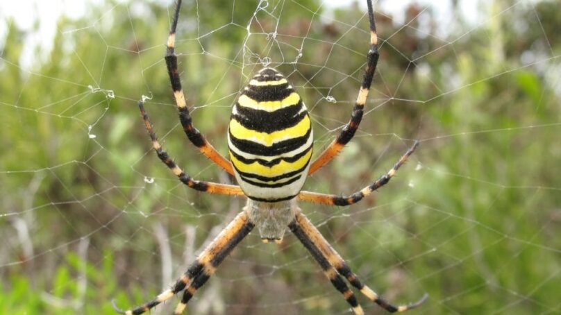Опасен ли паук-оса: мнение эксперта