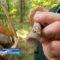 Какие грибы можно взять домой, а какие лучше оставить в лесу
