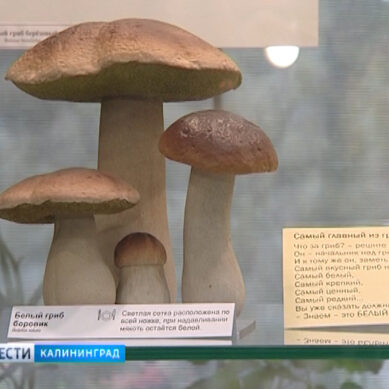 В Калининграде расскажут, как отличить съедобный гриб от ядовитого