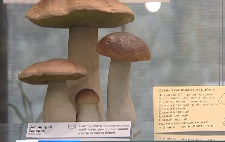 В Калининградской области  зарегистрировано 22 случая отравления грибами