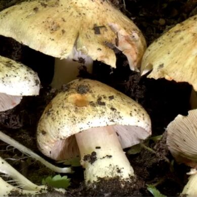 В Калининградской области пока не зарегистрировано случаев отравления грибами