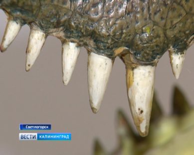 Музею Мирового океана передали чучело гребнистого крокодила по имени Гоша