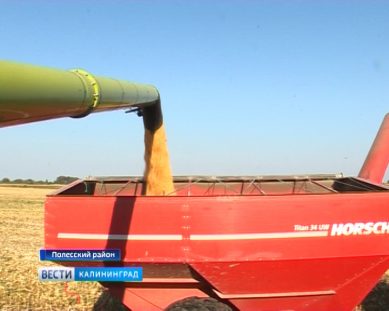 В Полесском районе началась уборка кукурузы