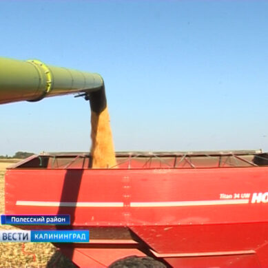 В Полесском районе началась уборка кукурузы