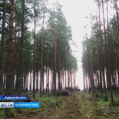 В Калининградской области увеличивается объем экспорта продукции лесопереработки.