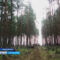 В рамках акции «Живи, лес» в Калининградской области высадят почти полмиллиона молодых деревьев