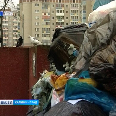 Калининградцы будут сами отвечать за контейнерные площадки у многоэтажек