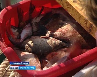 В Калининградской области подсчитывают рыбу