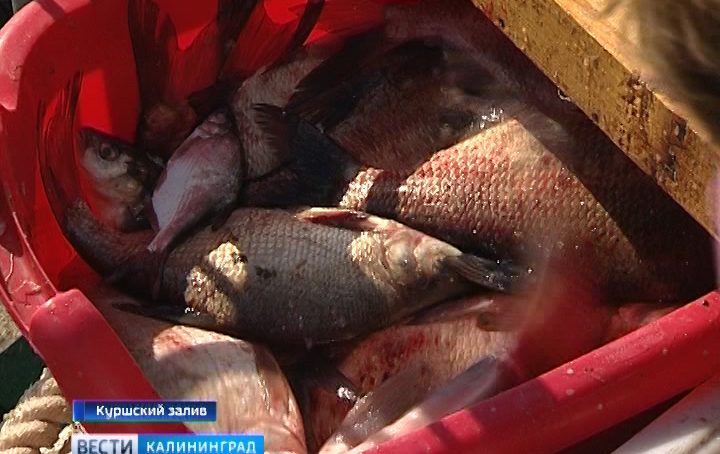 Региональный Роспотребнадзор изъял из оборота 19 партий рыбной продукции