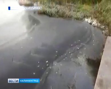 Озеро Шенфлиз покрыло чёрной плёнкой