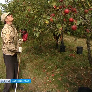 В Калининградской области хотят собрать самый крупный урожай яблок