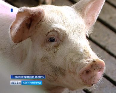 Ветеринарный врач, допустивший свиней зараженных вирусом АЧС на забой, предстанет перед судом