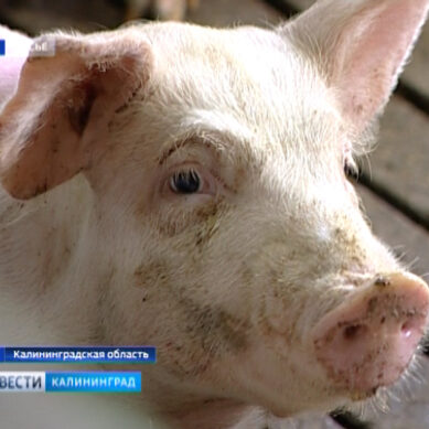 В области практически восстановили поголовье свиней после АЧС