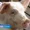 В области практически восстановили поголовье свиней после АЧС
