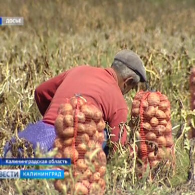 Аграрии Калининградской области подвели итоги этого года